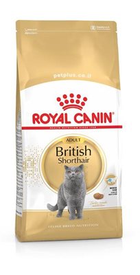 רויאל קנין British shorthair  4 קילו