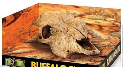 דקורקציה גולגולת בופאלו מסתור לזוחלים