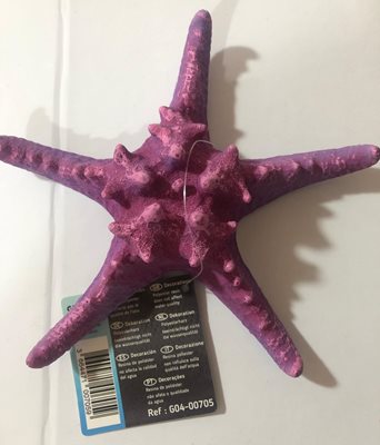 כוכב ים וורוד