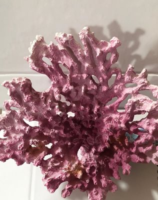 אלמוג גדול וורוד